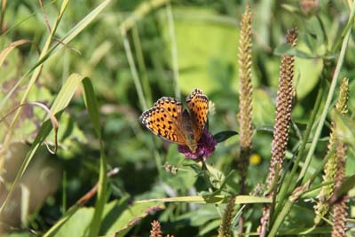 papillon-nacre