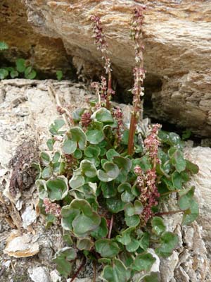 oxyrie-a-deux-styles-vanoise