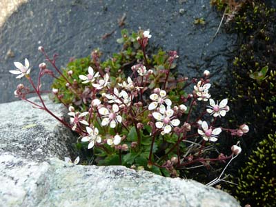 saxifrage-etoile-belledonne