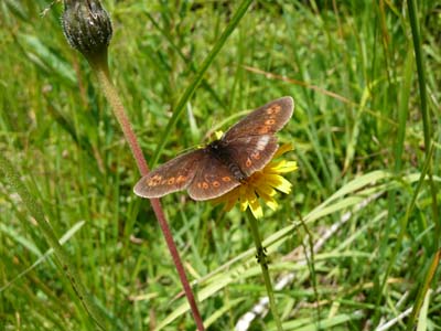 papillon-argus